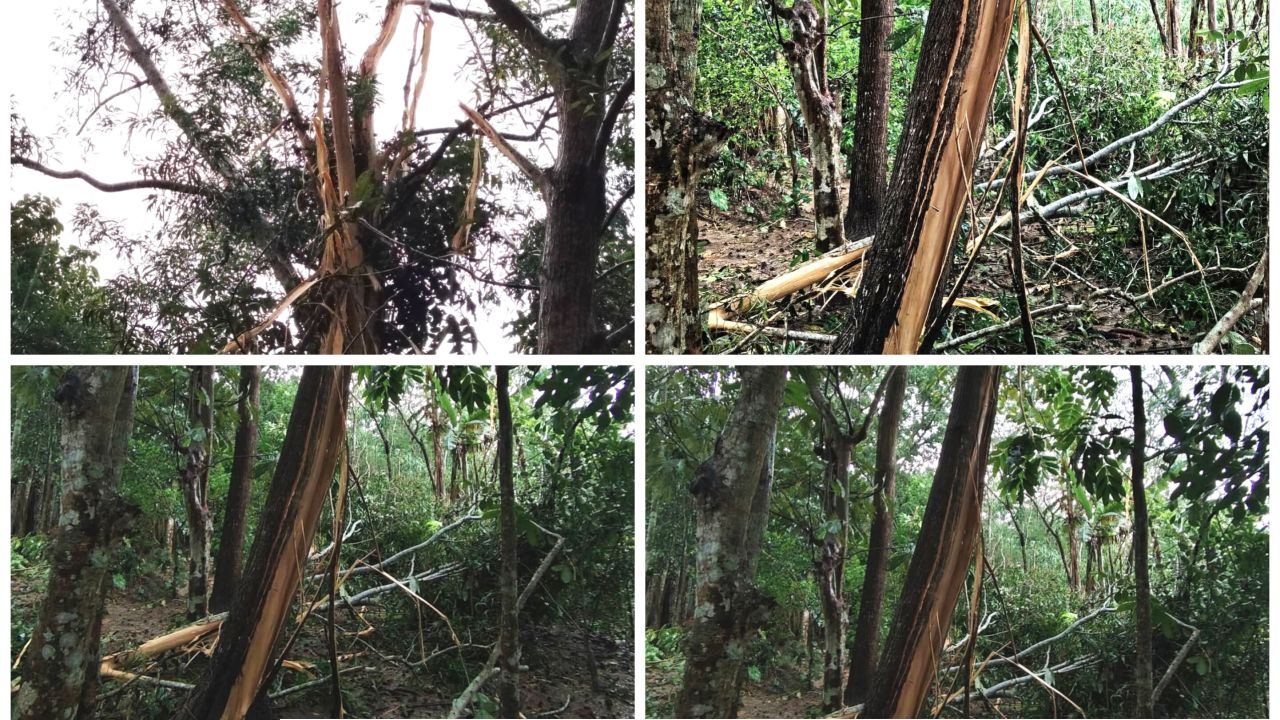 গৌরনদীতে টানা দুইদিন বজ্রপাতসহ মুষলধারে বৃষ্টি