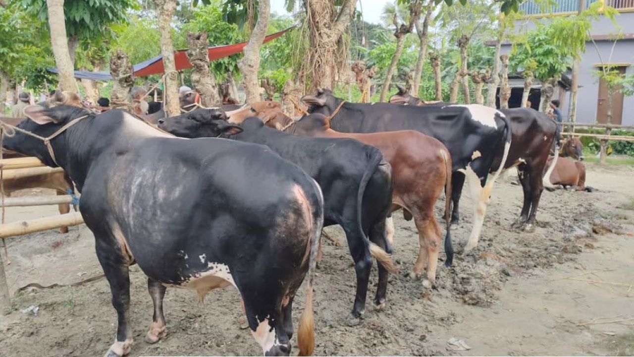 কোরবানির ঈদকে সামনে রেখে কসবা গরুর হাটে জমে উঠছে বেচাকেনা, ঈদ পর্যন্ত চলবে হাট