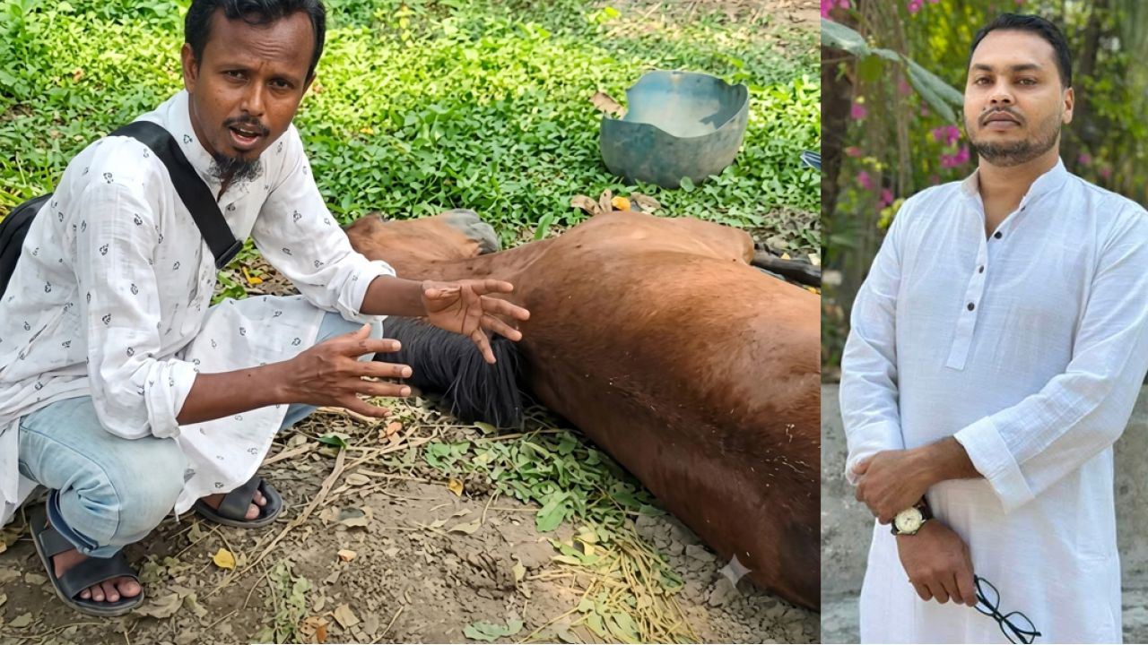 সড়ক দুর্ঘটনায় আহত ঘোড়ার পাশে মানবিক জনপ্রতিনিধি, প্রাণিসম্পদ বিভাগের চিকিৎসায় সুস্থতার পথে