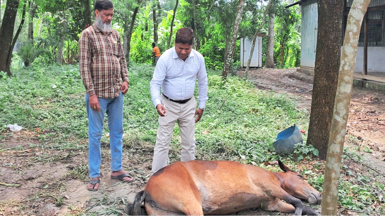 গৌরনদীতে আহত বেওয়ারিশ ঘোড়ার বিনামূল্যে চিকিৎসা,মানবতার দৃষ্টান্ত স্থাপন করলেন উপজেলা প্রাণিসম্পদ কর্মকর্তা ডা.পলাশ সরকার